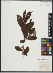 Foto von Salix appendiculata Vill.